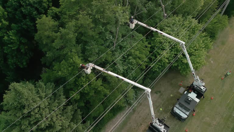 Best Tree Trimming and Pruning  in Fountainhead Orchard Hills, MD